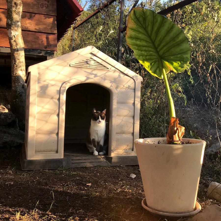 Cabanas Yei Calli Ciudad Mendoza Dış mekan fotoğraf